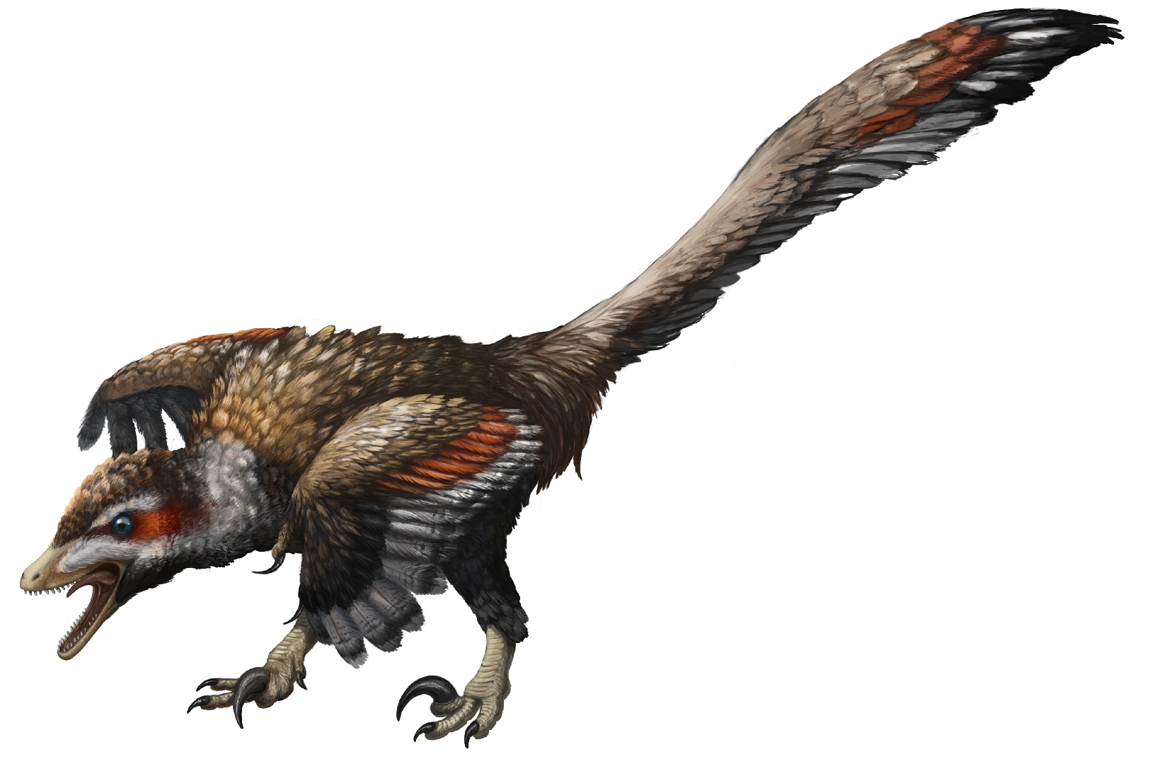 恐爪龙类,或 b> a target="_blank" href="/item/恐爪龙下目/2776672"