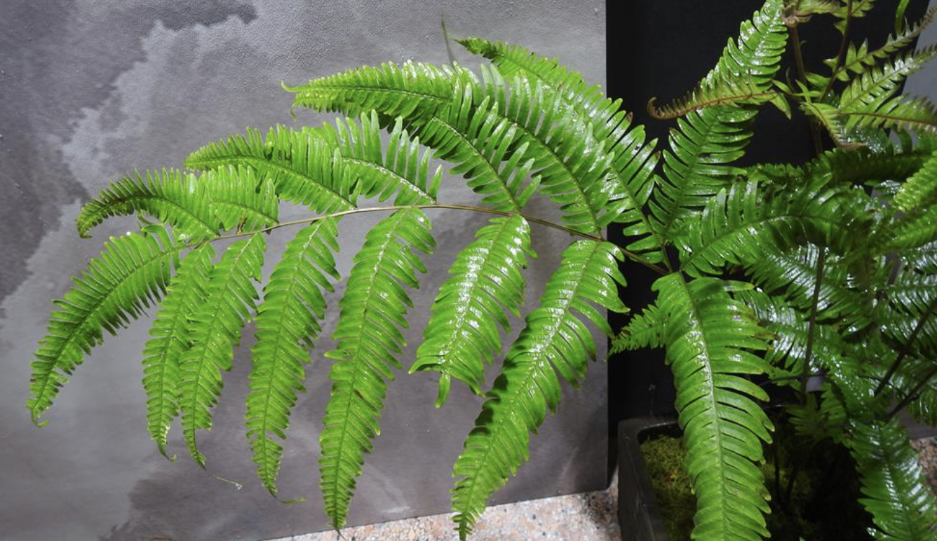 pteris fauriei