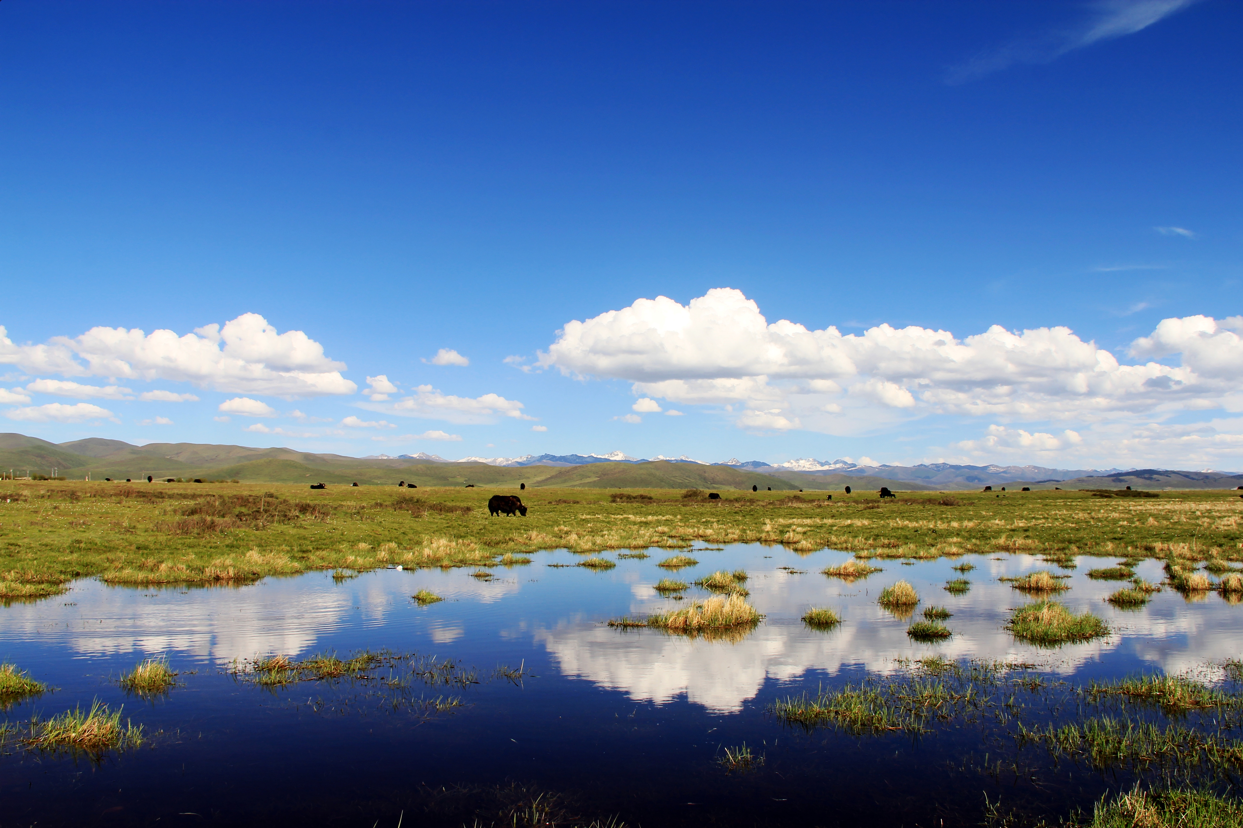 红原日干乔湿地景区