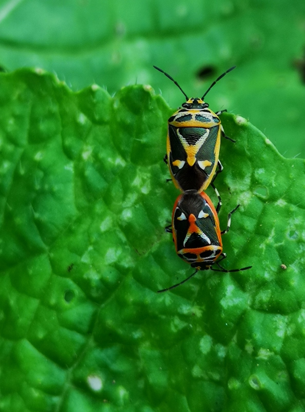 target="_blank" href="/item/蝽科/2651598" data-lemmaid="2651598"