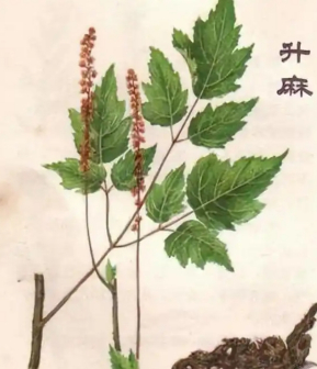 升麻（毛茛科升麻属植物）_百度百科