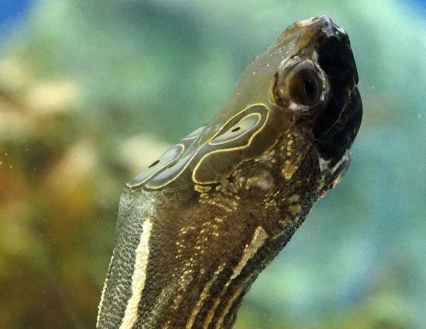  p>四眼斑水龟(学名: i>sacalia quadriocellata /i>)是龟科,眼斑水龟