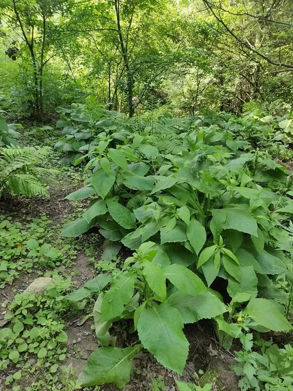  p>东北金挖耳(学名:carpesium triste)是菊科天名精属的植物.