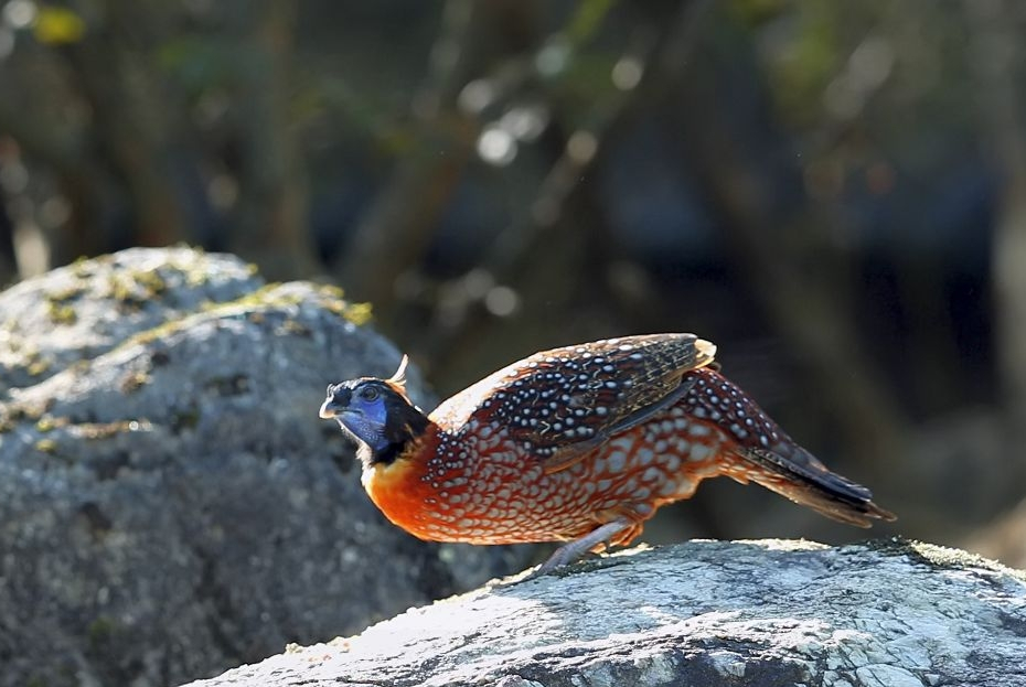 blythii /i>)体长68厘米,猩红色颈及眉线与黑色头部成明显反差的角雉