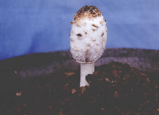  p>毛头鬼伞(学名: i>coprinus comatus /i>)是鬼伞科,鬼伞属 a