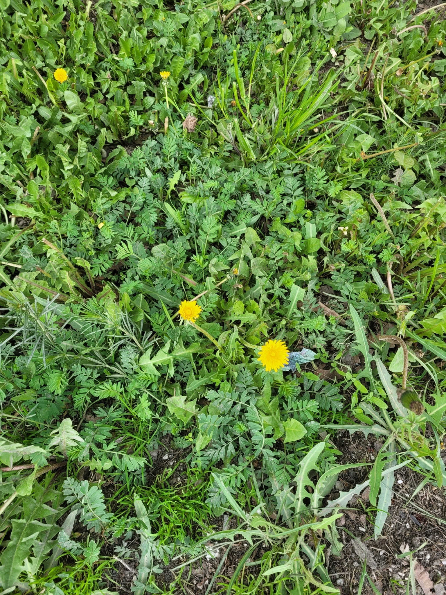 长叶二裂委陵菜(变种)