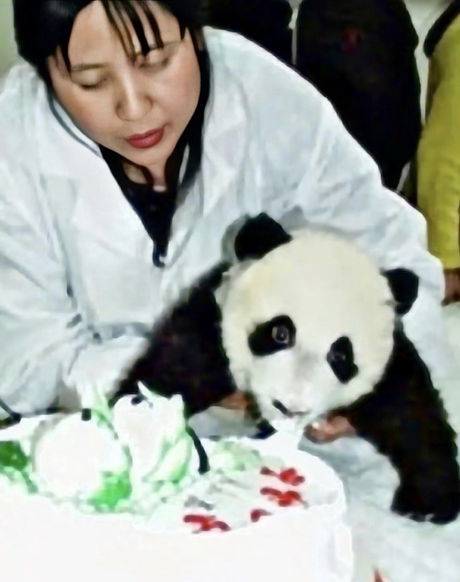 图说｜等你回家！旅美大熊猫“丫丫”的20年_百科TA说