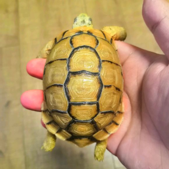  p>埃及陆龟(学名: i>testudo kleinmanni /i> )是陆龟科,陆龟属爬行