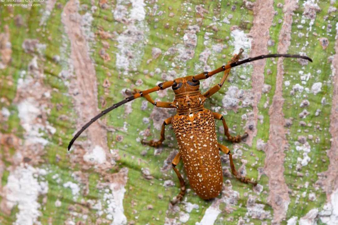  p>黄檀坡天牛是一种沟胫天牛亚科动物 /p>