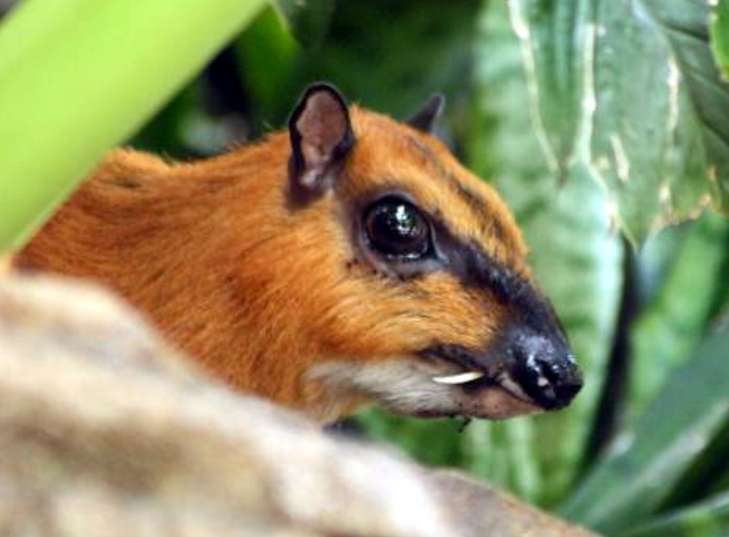 greater indo-malayan chevrotain