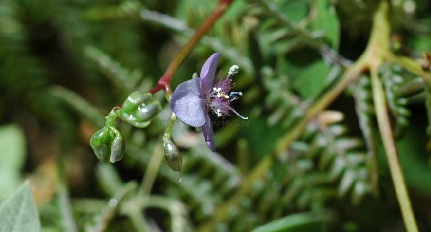  p>细竹篙草(学名: i>murdannia simplex /i> (vahl) brenan)是鸭跖草