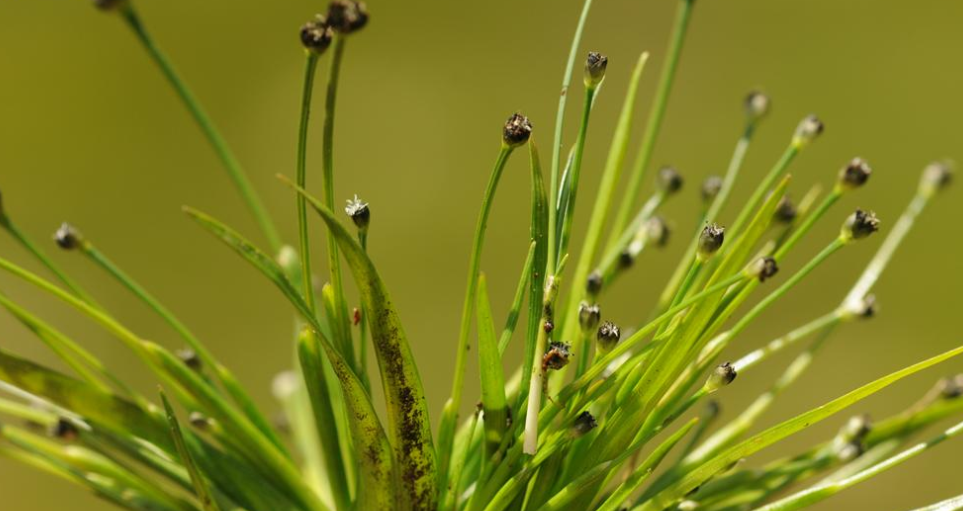 d. hooker et thomson ex kornicke)是谷精草科,谷精草属草本植物.