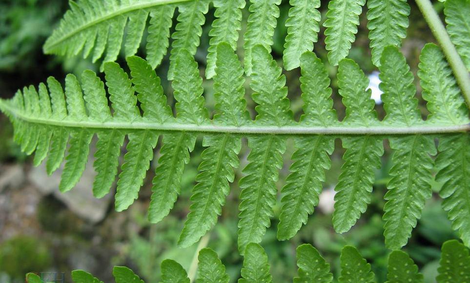 ching)是蹄盖蕨科介蕨属植物.