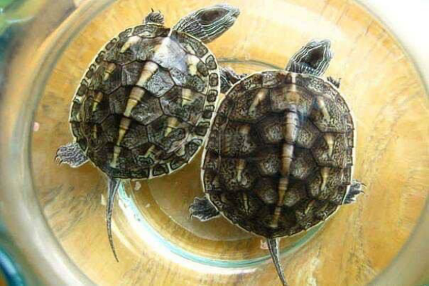 现存最古老的爬行动物之一——花龟的趣味知识_百科TA说