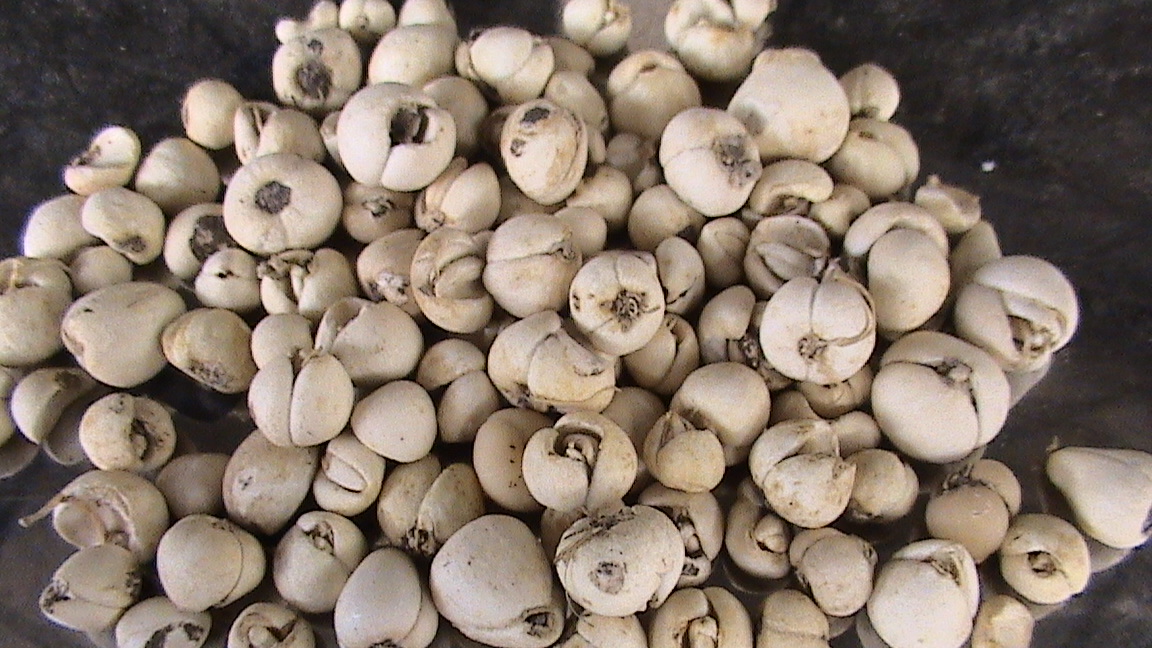  p data-id="gnwj78j4r7">青贝为 a target="