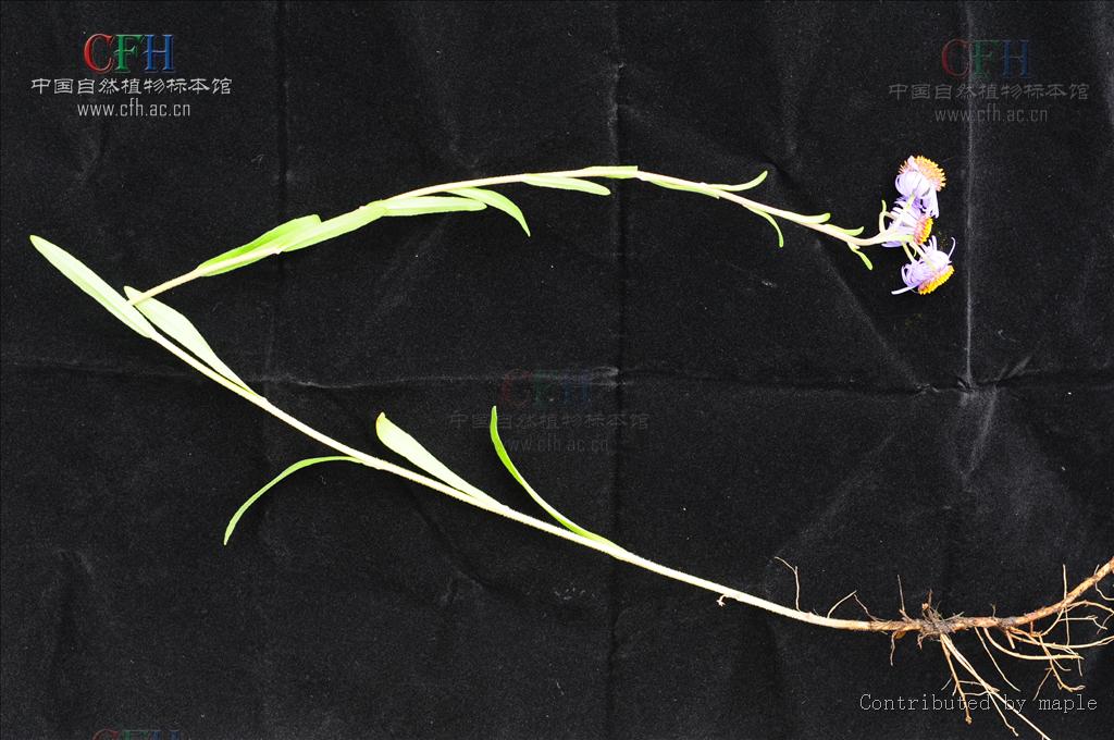  p>舌叶紫菀,多年生草本.