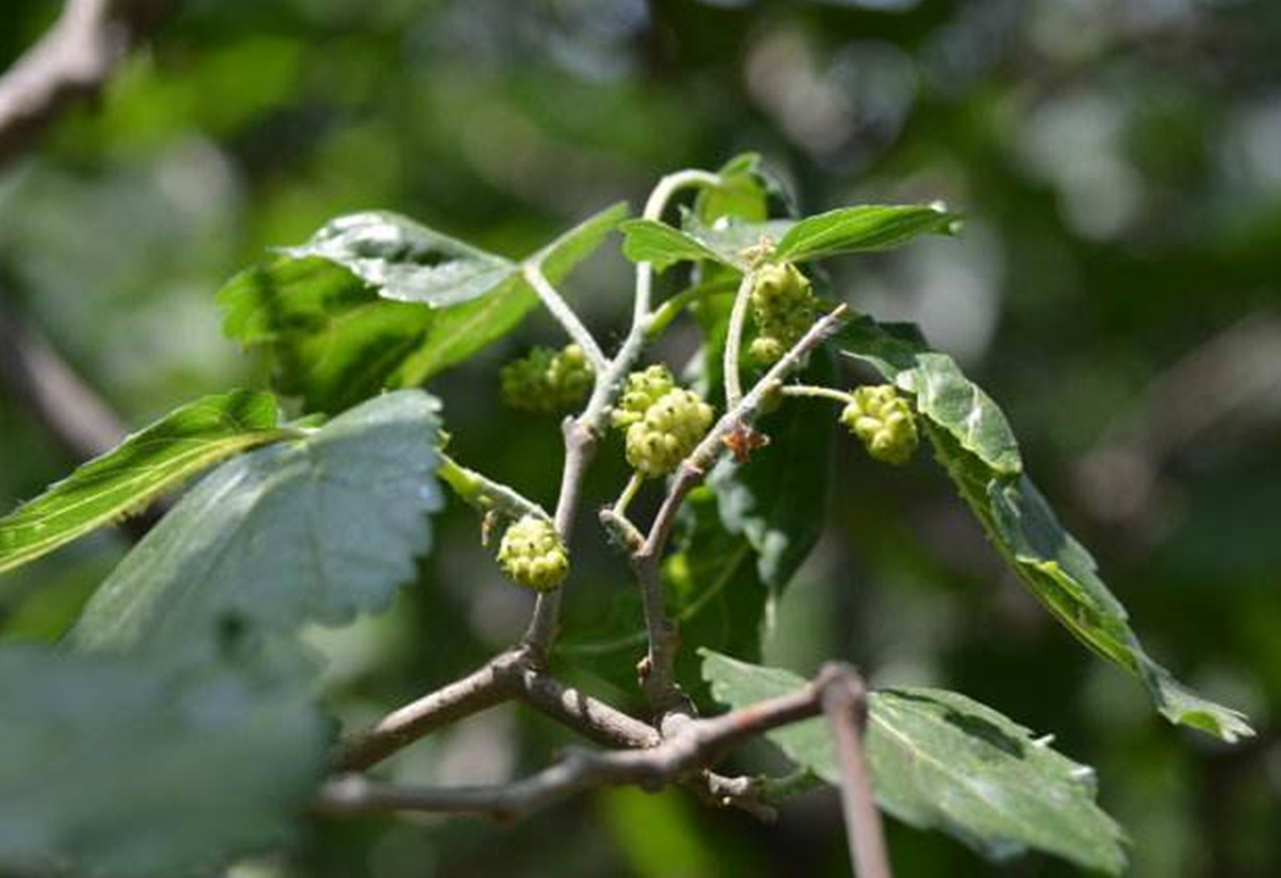 cg9izb9">龙爪桑(morus alba tortuosa)是桑科,桑属桑树的栽培变种