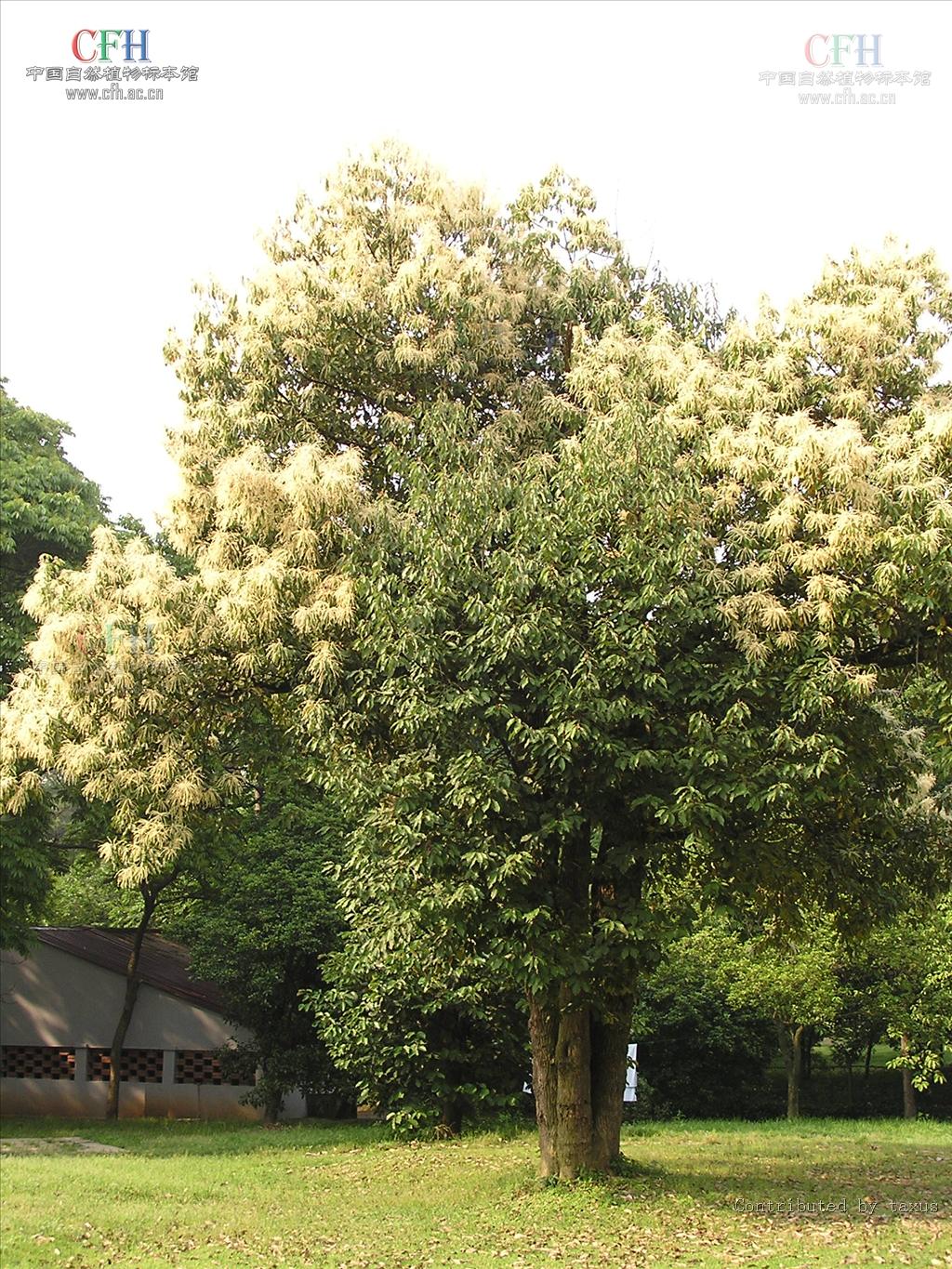 正名为青冈,别名:紫心木,青栲,花梢树,细叶桐,铁栎,铁椆.