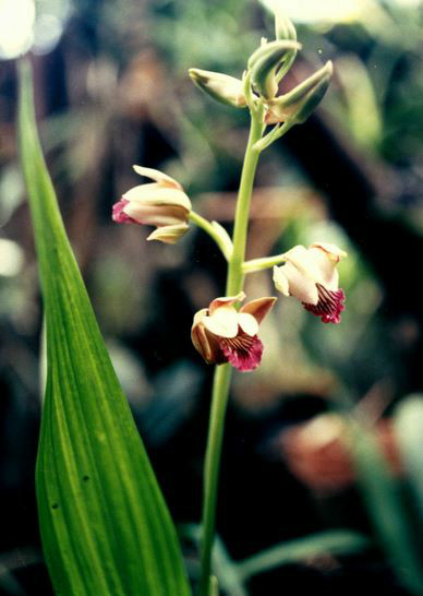 eulophia spectabilis (dennst.) suresh
