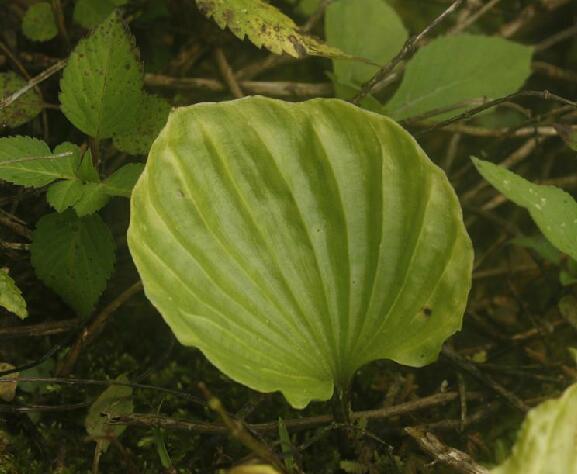  p>毛唇芋兰(学名: i>nervilia fordii /i> (hance) schltr.