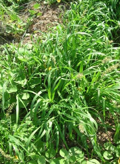  p>蒺藜草(学名: i>cenchrus echinatus /i>  l.