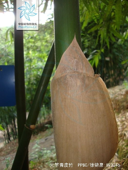  p>光竿青皮竹, a href="#" data-lemmaid="2458872">禾本科 /a>,产 a