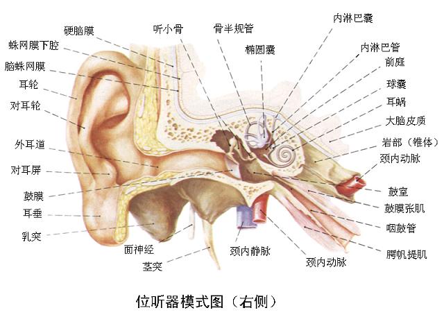  p>感觉器(sensory organs)是机体感受刺激的装置,感受器(receptor)