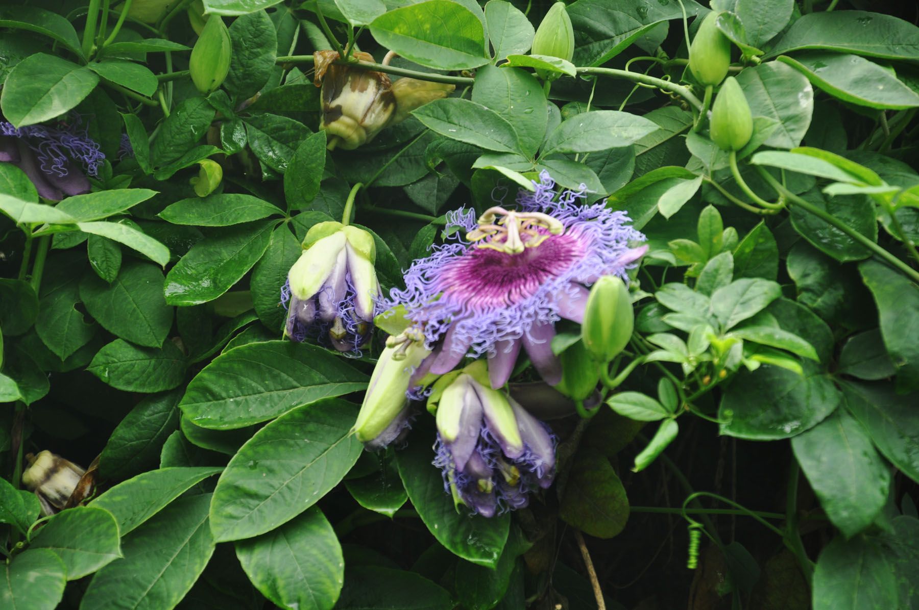  p>云南清明花(beaumontia yunnanensis tsiang et w. c.