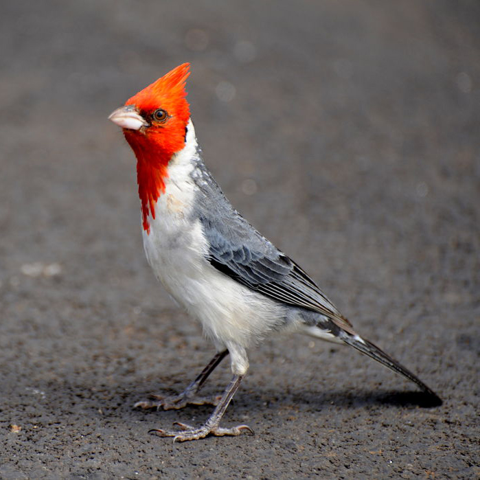 red-crested cardinal