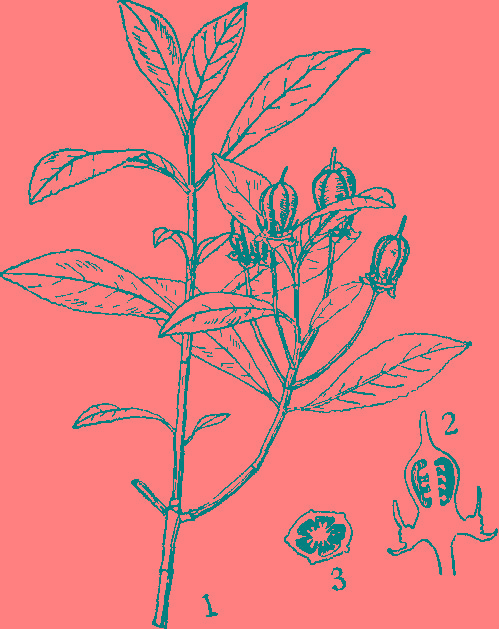 euonymus yunnanensis