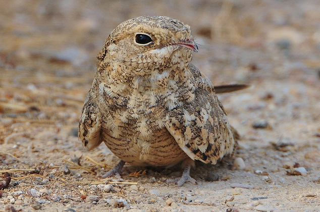 埃及夜鹰