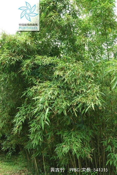 phyllostachys angusta mcclure