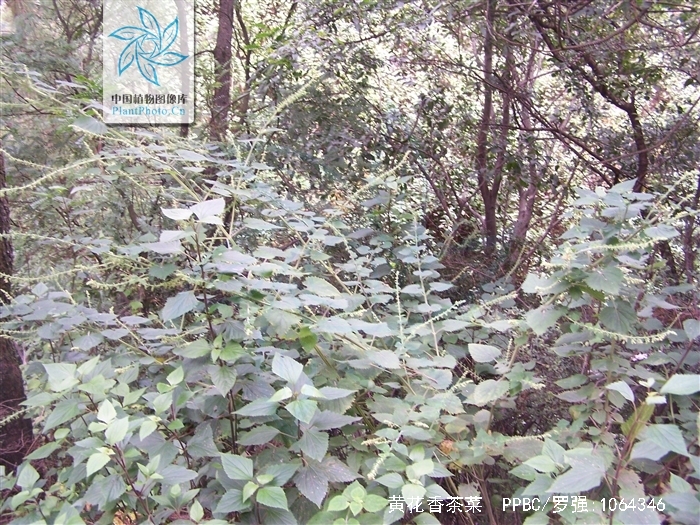 黄花香茶菜