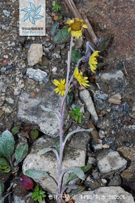  p>节花千里光是菊科的一种植物, a target="_blank" href="/item