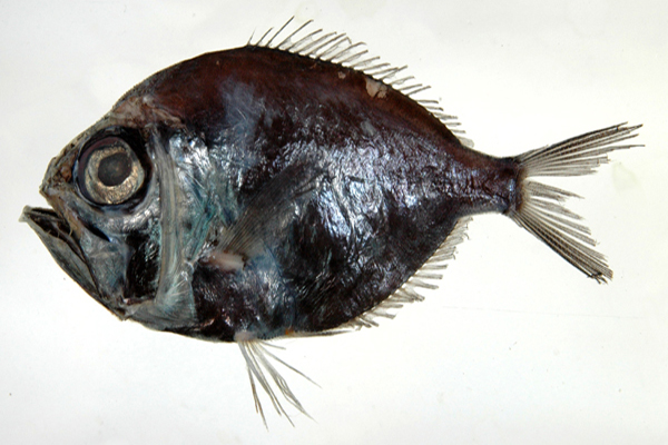 银眼鲷