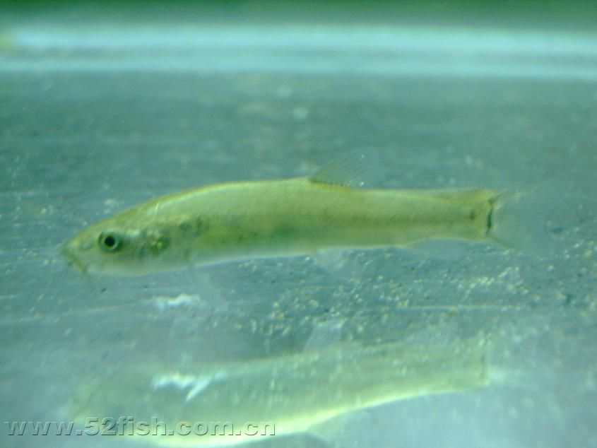  p>条鳅类为底栖性鱼类, a target="_blank" href="/item/似鲇高原鳅