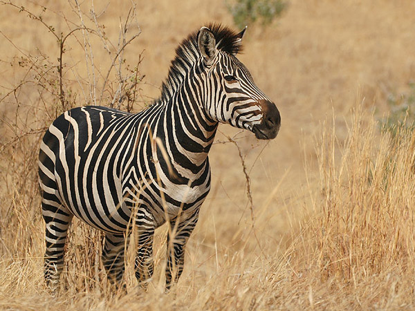  p>国兽( b>national animals /b>):与 a href