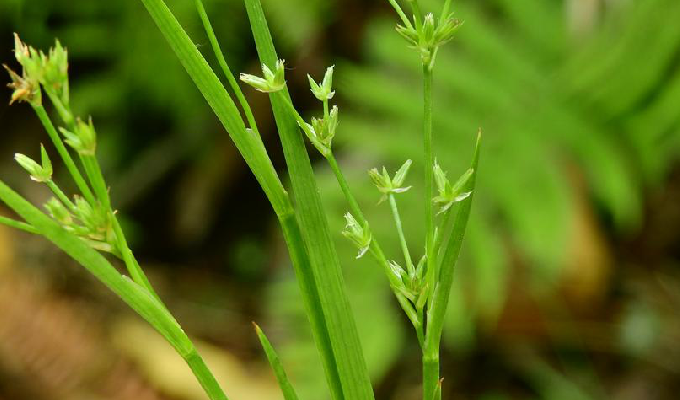  p>扁茎灯心草为 a href="#" data-lemmaid="14075437">扁茎组 /a>