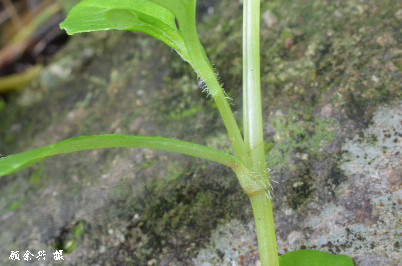 polygonum nepalense meisn.