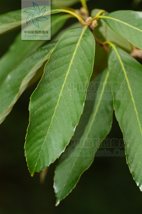  p>扁果青冈为青冈属下 a target="_blank" href="/item/常绿乔木