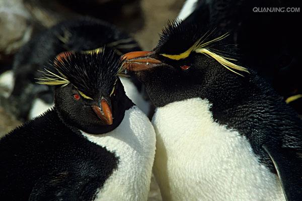 角企鹅属(eudyptes)