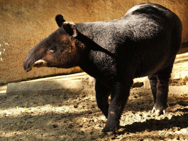  p>貘(学名: i>tapiridae, i>t /i> b> i>apirus /i> /b> /i>):貘科仅