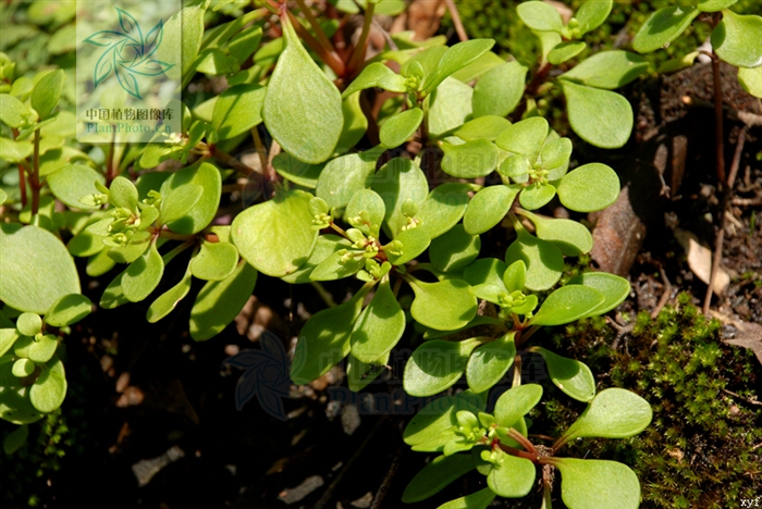  p>一年生或二年生草本,全株无毛.生于海拔800-2000米的山坡林下.