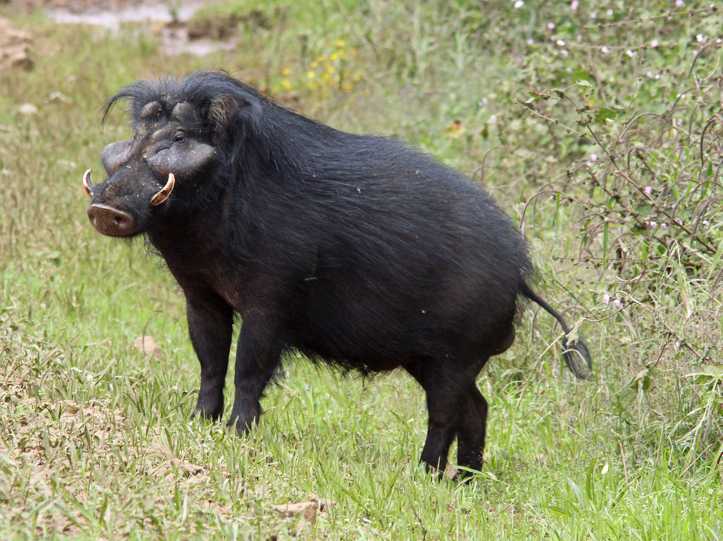  p>大林猪属(学名: i>hylochoerus /i>):是哺乳纲, a href="#" data