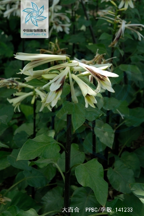  p>大百合(拉丁学名: i>cardiocrinum giganteum /i>(wall.
