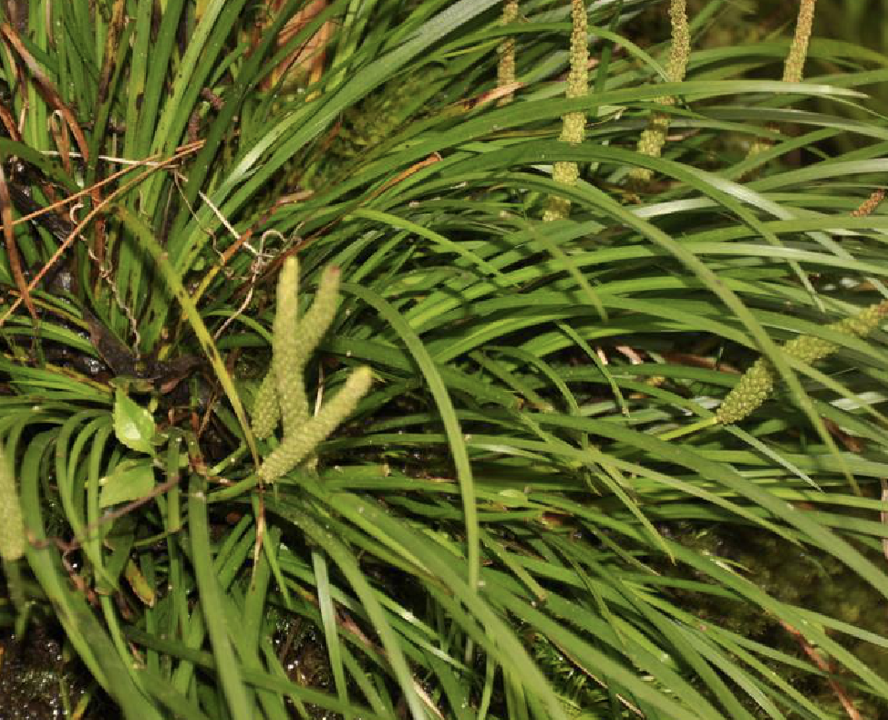  p>金钱蒲(学名: i>acorus /i>  i>gramineus /i> aiton)是天南星科