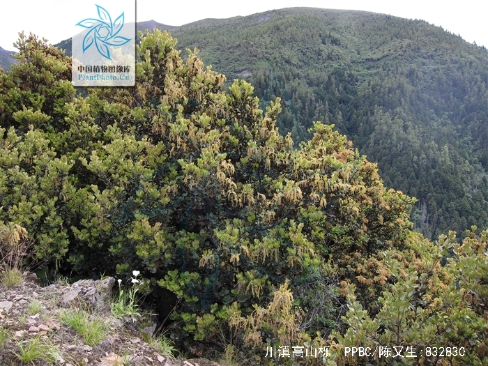  p>川滇高山栎(学名: i>quercus aquifolioides /i> rehd. et wils.