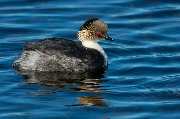  p>银鸊鷉(学名: i>podiceps occipitalis /i>):是一种 a target="