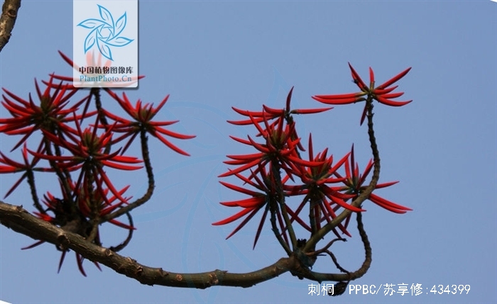  p>刺桐(学名: i>erythrina variegata /i> linn.
