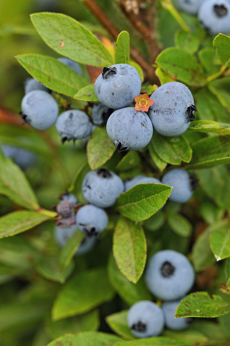 矮丛蓝莓